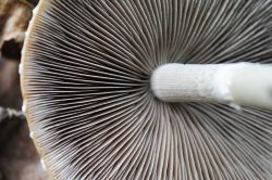 Gills