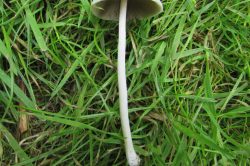 Stem