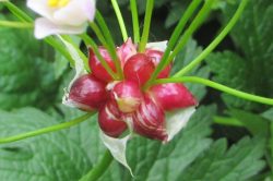 Fruit