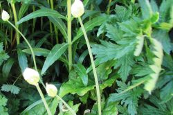Flower Stem