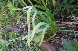 Leaves