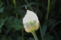 Flower Buds