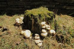Habitat