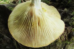 Gills