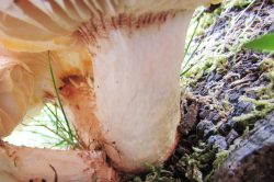 Stem