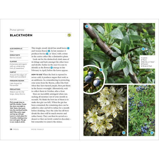 Foraging Pocket Guide - Image 6