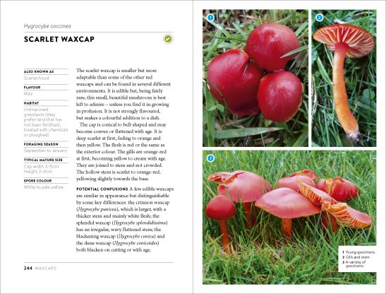 Mushroom Foraging Guide - Image 4