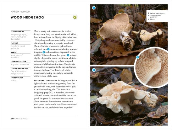 Mushroom Foraging Guide - Image 5