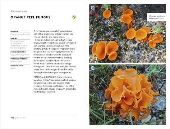 Mushroom Foraging Guide - Image 6