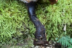 Stem
