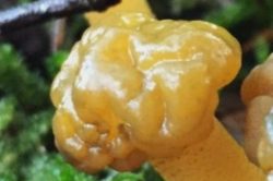 Fruiting Body