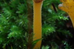 Stem
