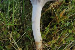 Stem
