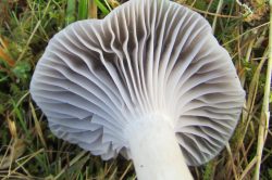 Gills