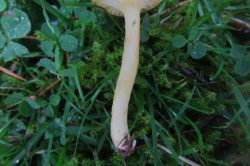 Stem