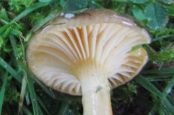 Gills