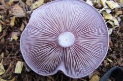 Gills