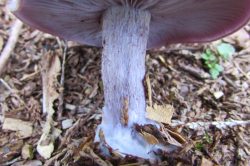 Stem