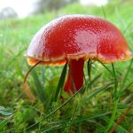 Autumn 2026 online zoom course