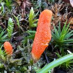 Online Zoom Medicinal Mushroom Course