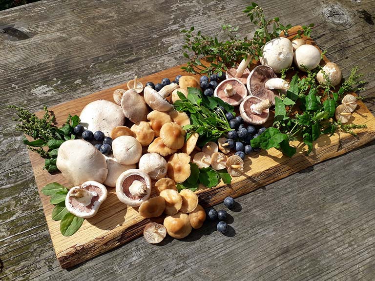 Our next foraging courses