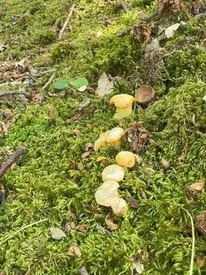 Dedication! #foraging #wildfooduk #wildfooduk.com #wildmushrooms #foraging #forager...