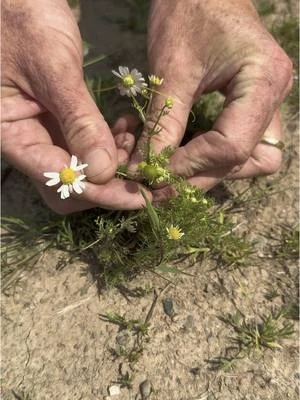 Pineapple weed v scented mayweed. #wildfooduk #foraging #foraging #foragingcourses #wildfood...