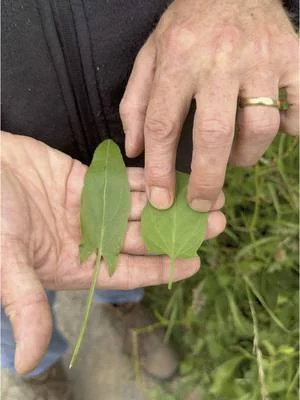 Common Sorrel and Meadow Bindweed. #wildfooduk #foraging #foragingcourses #wildfood...