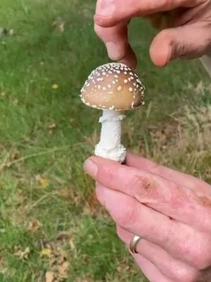 Competition Time 🙂 Answers By Email Please! Name all 8 mushrooms Marlow shows from this...
